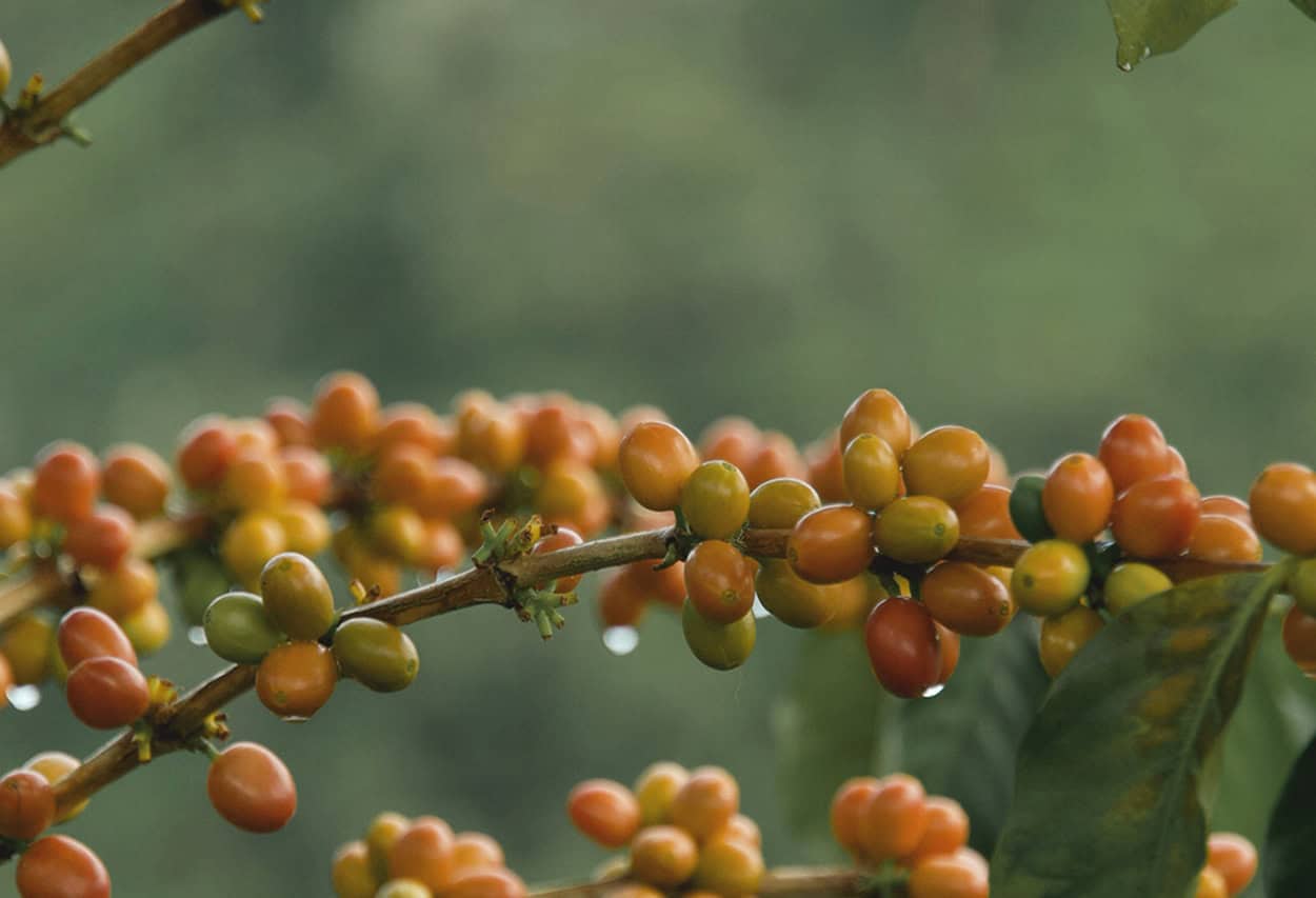 Café de origen en granos de café en planta de cafetaladería, Café de alta calidad.